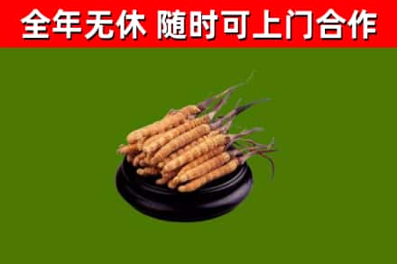 中阳回收散虫草
